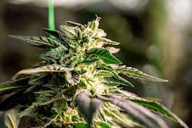 Cannabis Seeds Rhode Island Growing Potential and Legal Insights Cannabis Seeds Rhode Island Growing Potential and Legal Insights