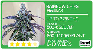 Cannabis Seeds Rhode Island Growing Potential and Legal Insights Cannabis Seeds Rhode Island Growing Potential and Legal Insights