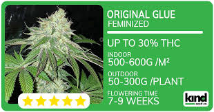 Cannabis Seeds Rhode Island Growing Potential and Legal Insights Cannabis Seeds Rhode Island Growing Potential and Legal Insights